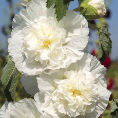 Шток-роза White